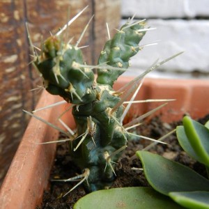 Opuntia tunicata