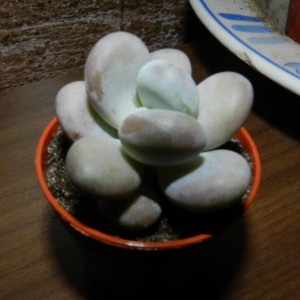 Pachyphytum oviferum