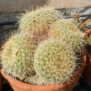 Parodia concinna