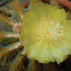 Parodia magnifica