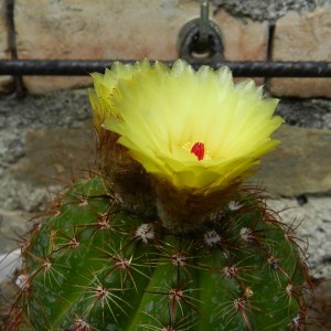 Parodia ottonis