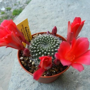 Rebutia cv. reinelts (Cina)