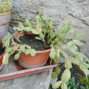 Schlumbergera russelliana