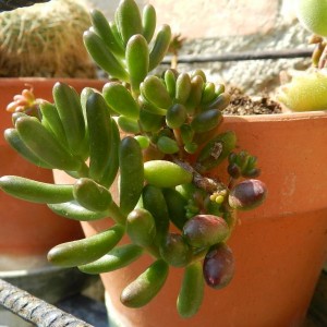 sedum rubrotinctum