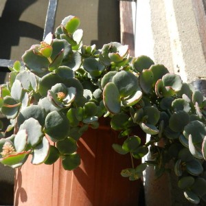 Sedum sieboldii