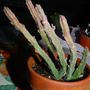 Stapelia scitula