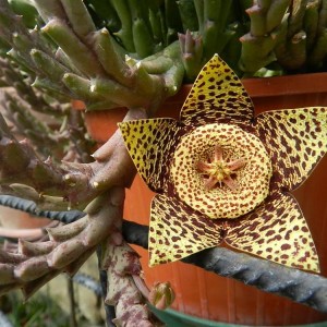 Stapelia variegata