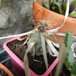 Tephrocactus articulatus v. papyracanthus