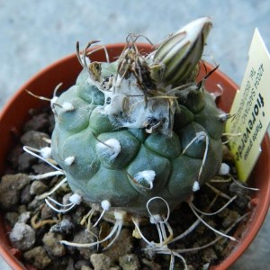 Turbinicarpus polaskii