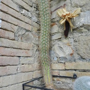 Weberbauerocereus fascicularis