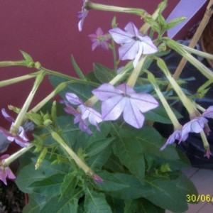 nicotiana 2