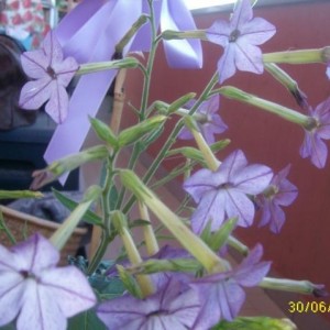 nicotiana 1