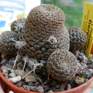 Rebutia heliosa var. condorensis brunispina