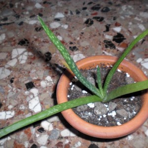 Aloe vera