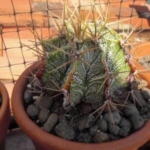 Astrophytum ornatum f.ma glabrescens