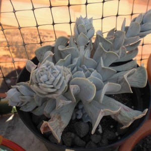 Echeveria runyonii cv. topsy turvy