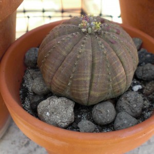 Euphorbia obesa