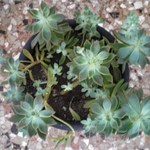 Graptopetalum paraguayense