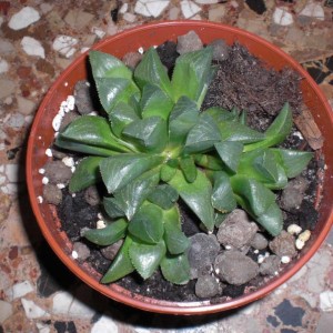 Haworthia mutica