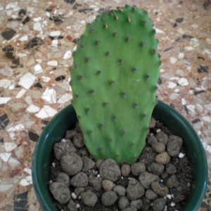 Opuntia ficus- indica