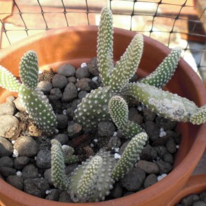 Opuntia microdasys