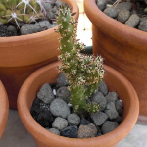 Opuntia subulata f.ma monstruosa