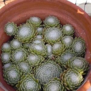 Sempervivum arachnoideum