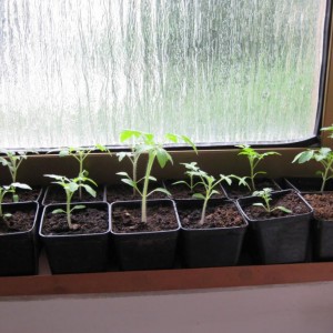 semenziario pomodori cigliegini