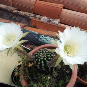 Echinopsis eyriesii fiori