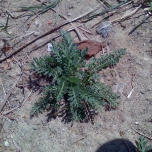 achillea piccola