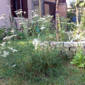 achillea spirale