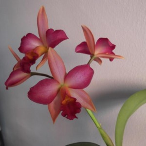 rosaranciorchid2