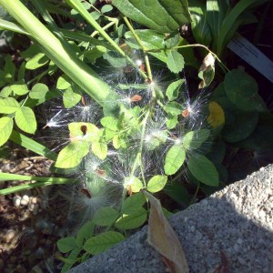 stapelia variegata semini