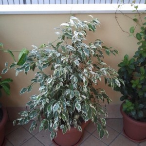 2013 09 05 18.50.26
Ficus beniamino