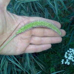 Phleum pratense