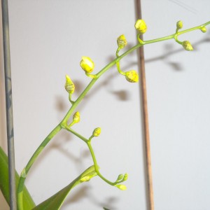 Oncidium - ibrido. Non mi da il tempo di respirare... i boccioli si sono gonfiati.. ed io aspetto impaziente ...