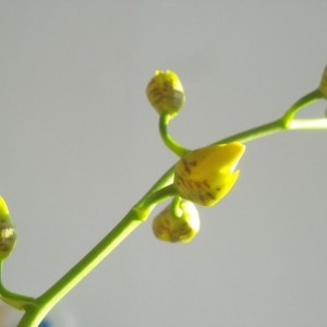 Oncidium - ibrido. Una piccola inquadratura prima del "parto"....