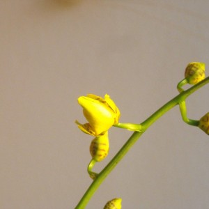 Oncidium - ibrido.