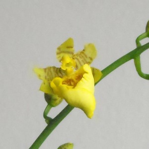 Oncidium - ibrido. I fiori sembrano molto resistenti... credevo che la prima fioritura fosse poco "energetica" visto che non gli ho dato i giusti nutr