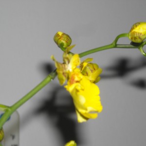 Oncidium - ibrido.