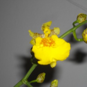 Oncidium - ibrido.