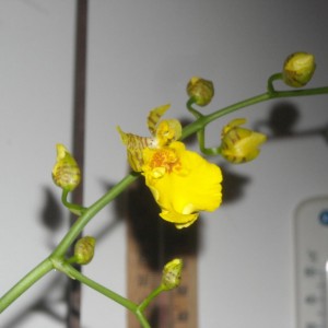 Oncidium - ibrido.