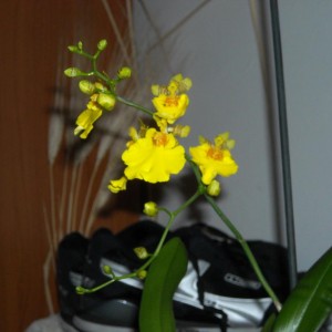 Oncidium - ibrido. la fioritura ormai è iniziata... per qualche strano motivo ho pensato che non tutti i boccioli sarebbero riusciti a sbocciare...