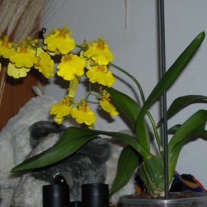 Oncidium - ibrido. ... ed invece... ecco la fioritura completa...