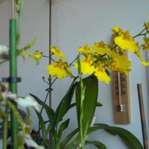 Oncidium - ibrido... nel frattempo anche la pianta madre ha fatto ben due steli...