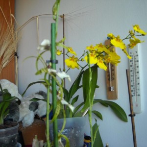 Oncidium - ibrido . la madre.... due steli che hanno fiorito quanto l'altra sua figlioletta....

 Anche queste due piante, per il periodo estivo, le