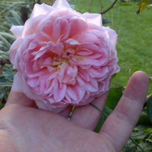 abraham darby