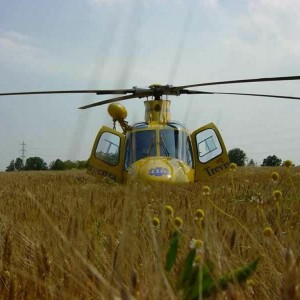 in un campo di grano