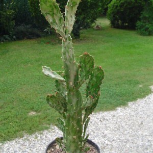 Opuntia monacantha var. monstruosa variegata  (sin. Opuntia vulgaris variegata) 

temperatura minima sopportata: +5°C