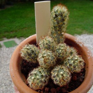 mammillaria elongata rufocrosea

temperatura minima sopportata: -10°C